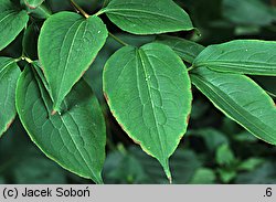 Heptacodium miconioides (heptakodium chińskie)