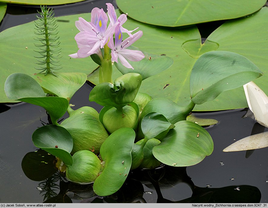 Pontederia crassipes (eichornia gruboogonkowa)