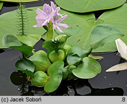 Pontederia crassipes (eichornia gruboogonkowa)