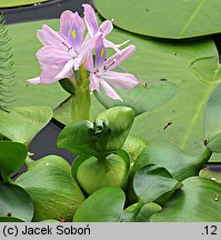 Pontederia crassipes (eichornia gruboogonkowa)