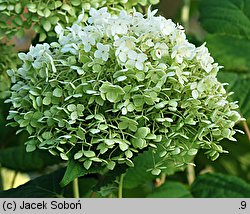 Hydrangea arborescens Annabelle