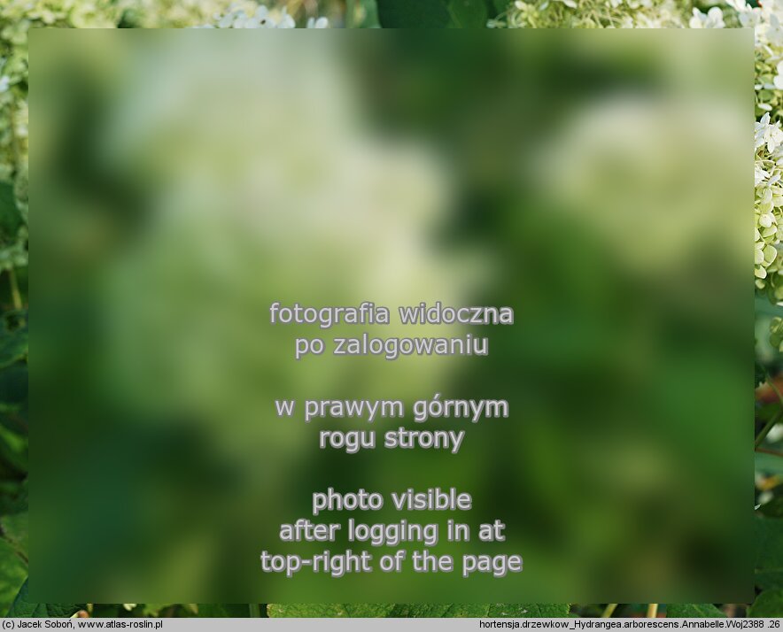 Hydrangea arborescens Annabelle