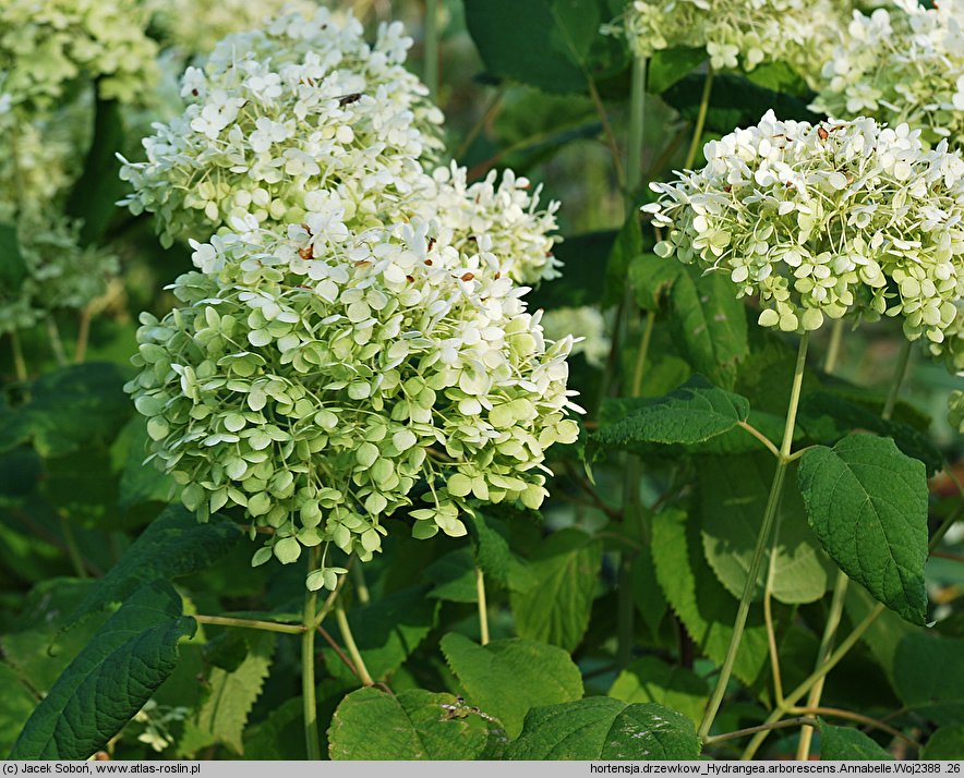 Hydrangea arborescens Annabelle