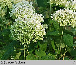 Hydrangea arborescens Annabelle