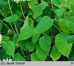 Hydrangea arborescens Annabelle