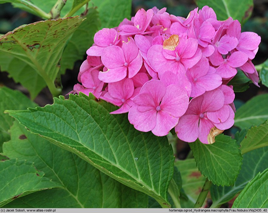 Hydrangea macrophylla Frau Nobuko