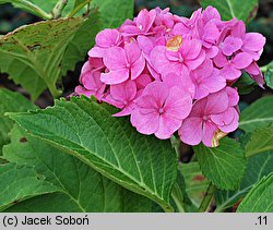 Hydrangea macrophylla Frau Nobuko