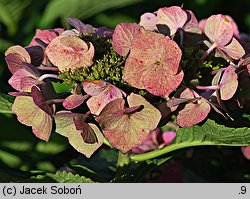 Hydrangea macrophylla Blaumeise