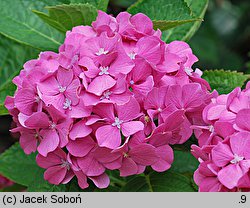 Hydrangea macrophylla Bodensee