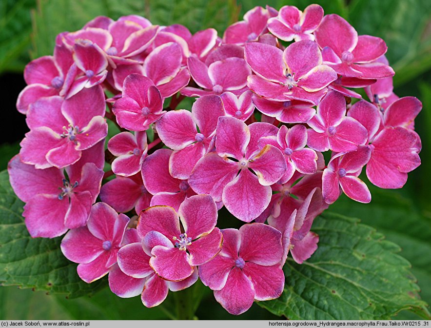 Hydrangea macrophylla Frau Taiko