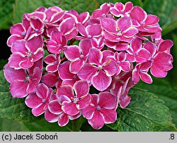 Hydrangea macrophylla Frau Taiko