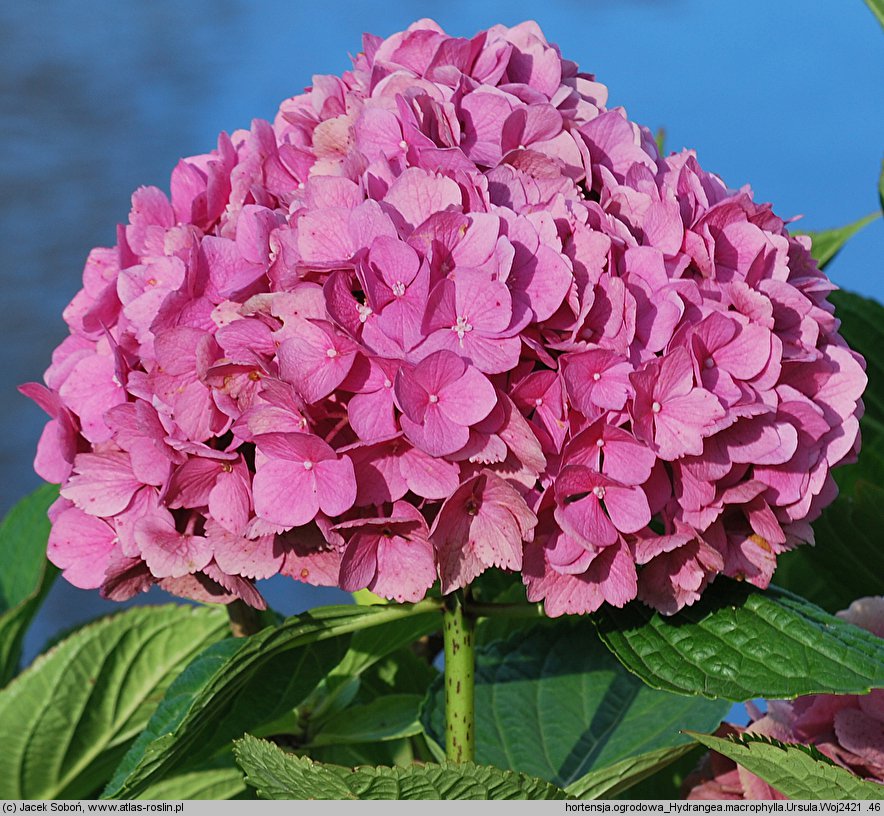 Hydrangea macrophylla Ursula