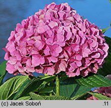 Hydrangea macrophylla Ursula