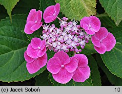 Hydrangea macrophylla