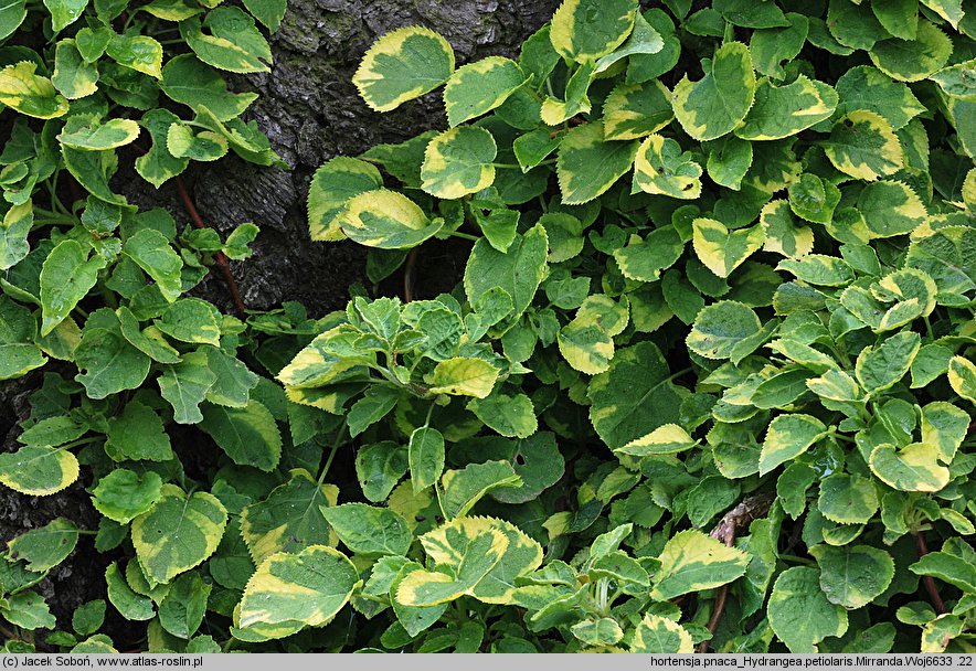 Hydrangea petiolaris Mirranda