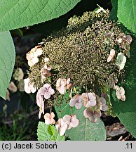 Hydrangea aspera (hortensja kosmata)