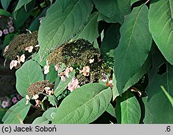 Hydrangea aspera (hortensja kosmata)