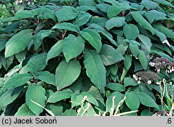 Hydrangea aspera (hortensja kosmata)