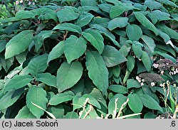 Hydrangea aspera (hortensja kosmata)