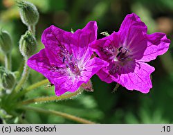 Erodium manescavii (iglica pirenejska)