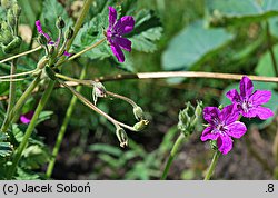 Erodium manescavii (iglica pirenejska)