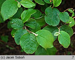 Cotoneaster niger (irga czarna)