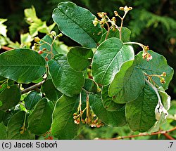 Cotoneaster niger (irga czarna)