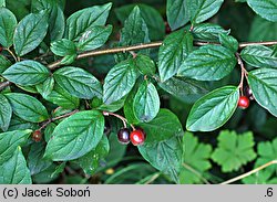 Cotoneaster dielsianus var. elegans (irga okazała)