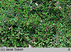 Cotoneaster adpressus (irga położona)