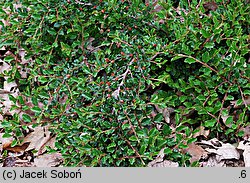 Cotoneaster adpressus (irga położona)