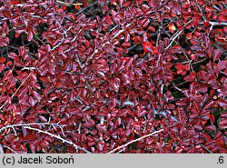 Cotoneaster adpressus (irga położona)