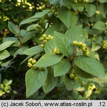 Cotoneaster bullatus