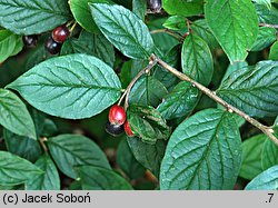 Cotoneaster bullatus (irga pomarszczona)