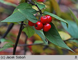 Cotoneaster bullatus (irga pomarszczona)