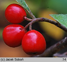 Cotoneaster bullatus (irga pomarszczona)