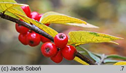 Cotoneaster bullatus (irga pomarszczona)