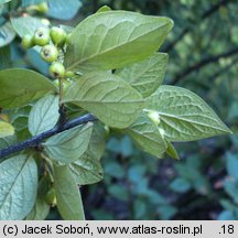 Cotoneaster bullatus