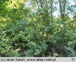 Cotoneaster bullatus