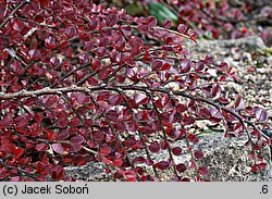 Cotoneaster horizontalis (irga pozioma)