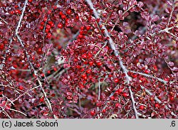 Cotoneaster horizontalis (irga pozioma)