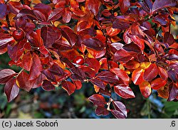 Cotoneaster divaricatus (irga rozkrzewiona)