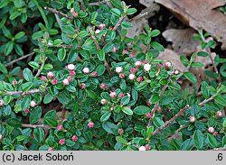 Cotoneaster conspicuus (irga wyrazista)