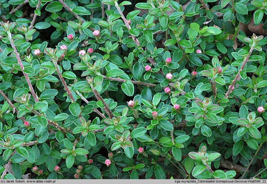 Cotoneaster conspicuus (irga wyrazista)