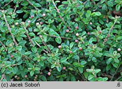 Cotoneaster conspicuus (irga wyrazista)