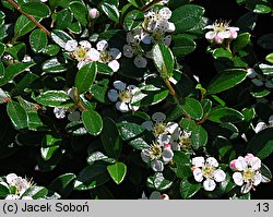 Cotoneaster ×suecicus Coral Beauty