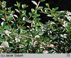 Cotoneaster ×suecicus Coral Beauty