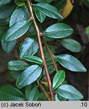 Cotoneaster ×suecicus (irga szwedzka)