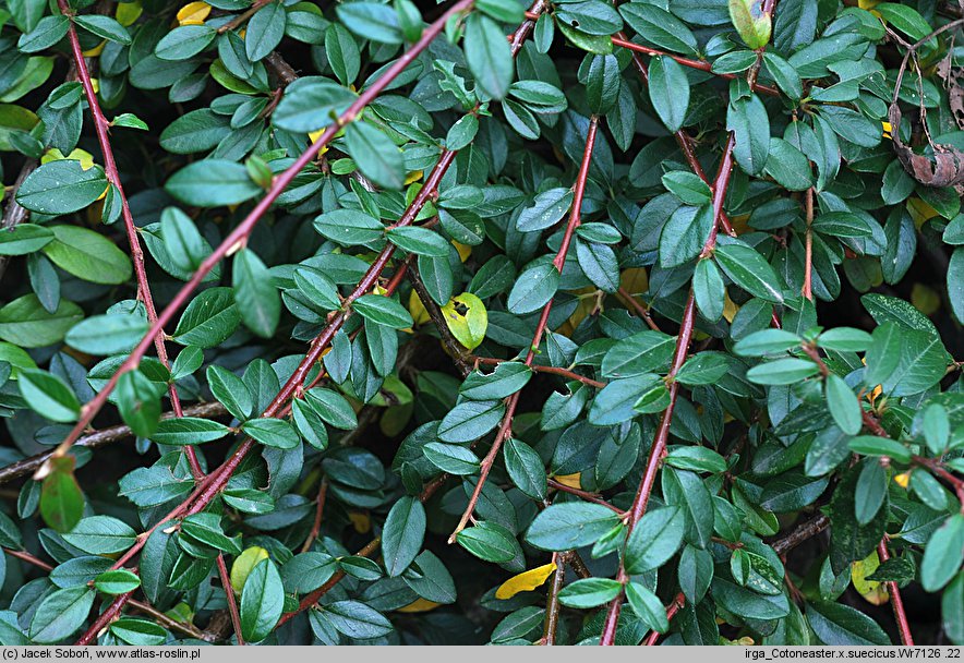 Cotoneaster ×suecicus (irga szwedzka)