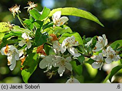 Malus baccata (jabłoń jagodowa)