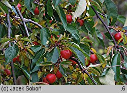 Malus ×purpurea (jabłoń purpurowa)